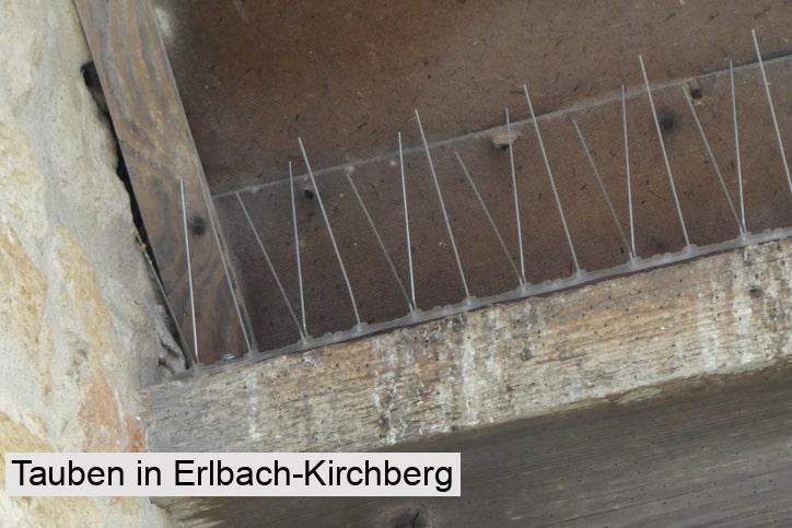 Tauben in Erlbach-Kirchberg